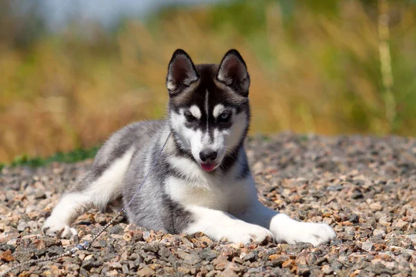 Siberian Husky Puppy Outdoors — Stock Photo, Image