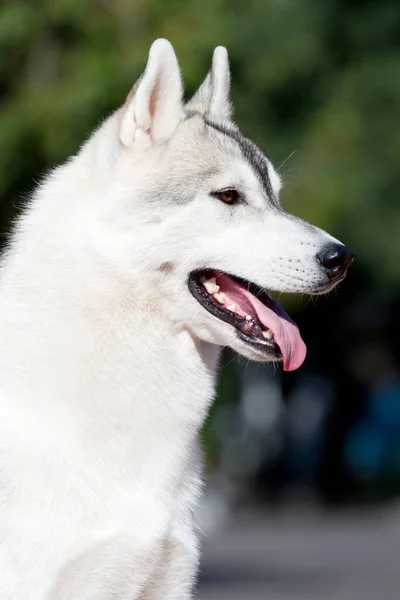 Σιβηρίας Husky Κουτάβι Εξωτερικούς Χώρους — Φωτογραφία Αρχείου