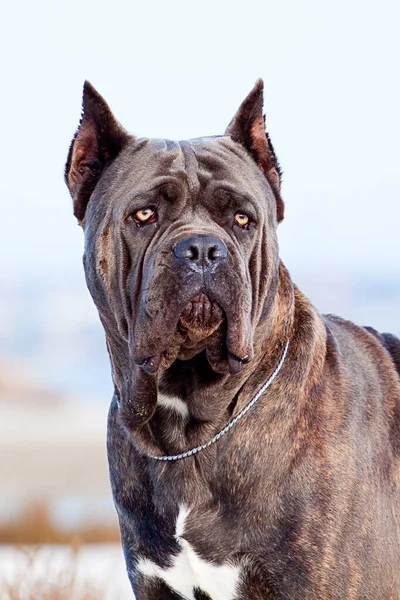 Italienska Cane Corso Hund Utomhus — Stockfoto