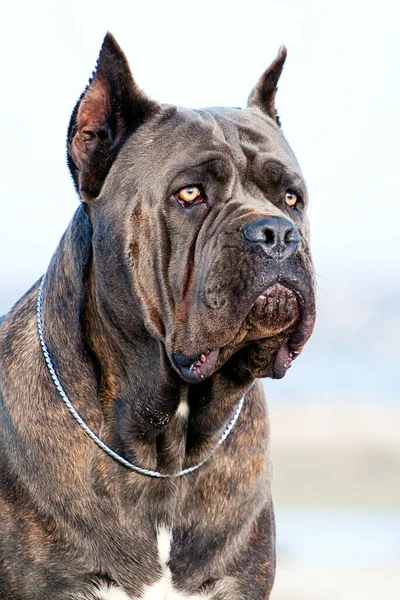 Talyan Cane Corso Köpeği Açık Havada — Stok fotoğraf