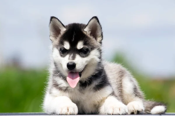 Cachorrinho Husky Siberiano Livre — Fotografia de Stock