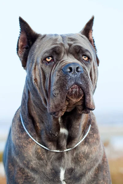 Talyan Cane Corso Köpeği Açık Havada — Stok fotoğraf