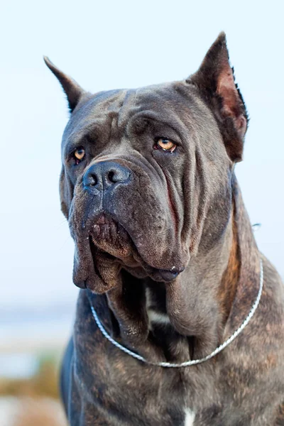 Cane Italiano Cane Corso Outdoor — Foto Stock