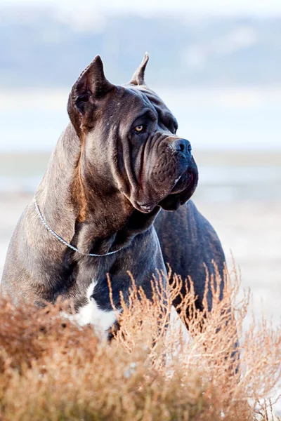 Italian Cane Corso Dog Outdoor — Stock Photo, Image