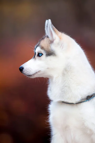 Siberiano Husky Cachorro Aire Libre — Foto de Stock