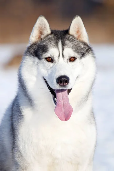 Cachorrinho Husky Siberiano Livre — Fotografia de Stock