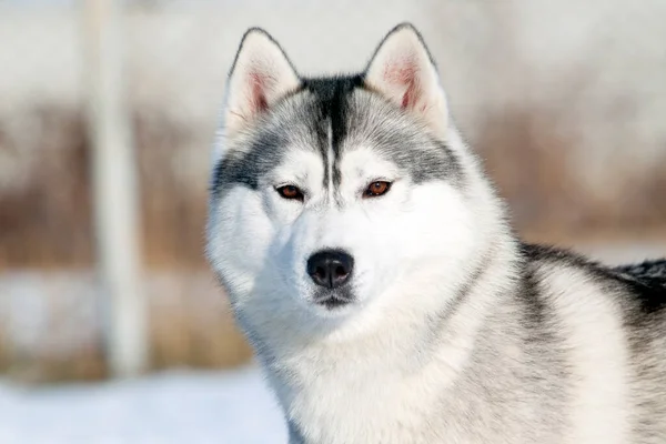 Siberiano Husky Cachorro Aire Libre —  Fotos de Stock