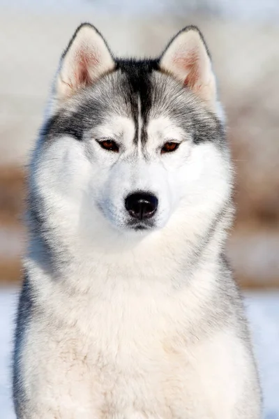 Chiot Husky Sibérie Extérieur — Photo