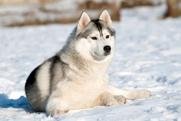 Siberische Husky Puppy Buiten — Stockfoto