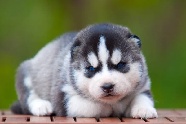 Chiot Husky Sibérie Extérieur — Photo