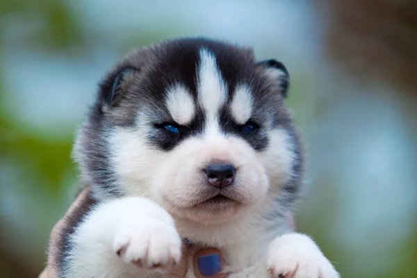 Siberiano Husky Cachorro Aire Libre —  Fotos de Stock