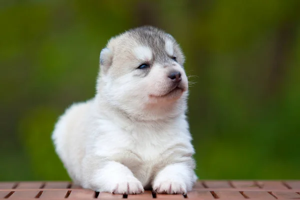 Siberische Husky Puppy Buiten — Stockfoto