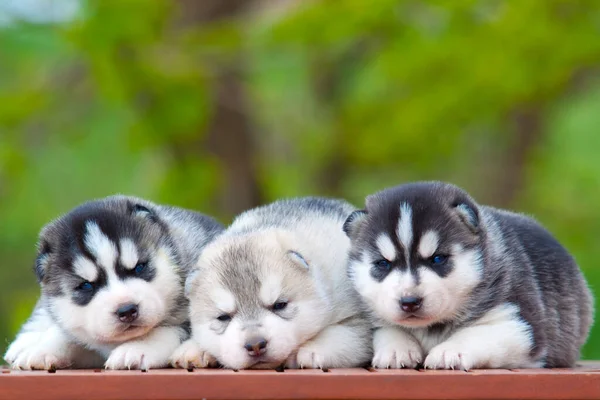 Cachorrinho Husky Siberiano Livre — Fotografia de Stock