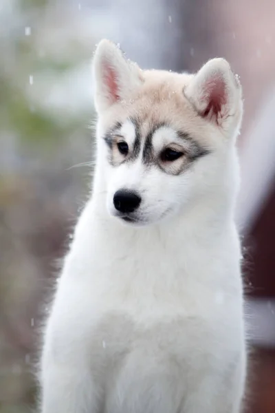 Syberyjski Szczeniak Husky Zewnątrz — Zdjęcie stockowe