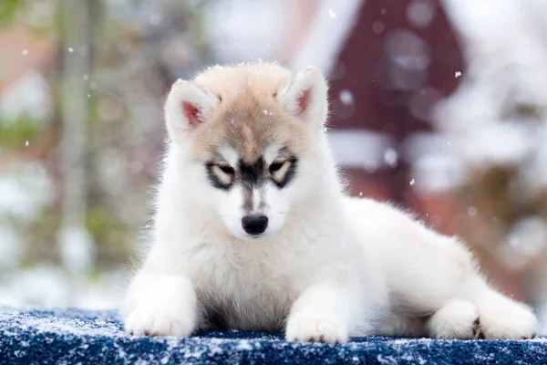 Sibiřský Husky Štěně Venku — Stock fotografie