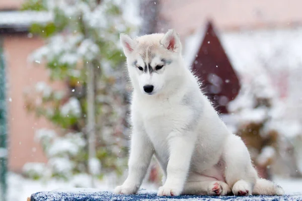 Sibiřský Husky Štěně Venku — Stock fotografie