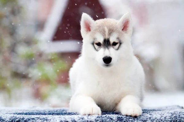 Siberiano Husky Cucciolo All Aperto — Foto Stock