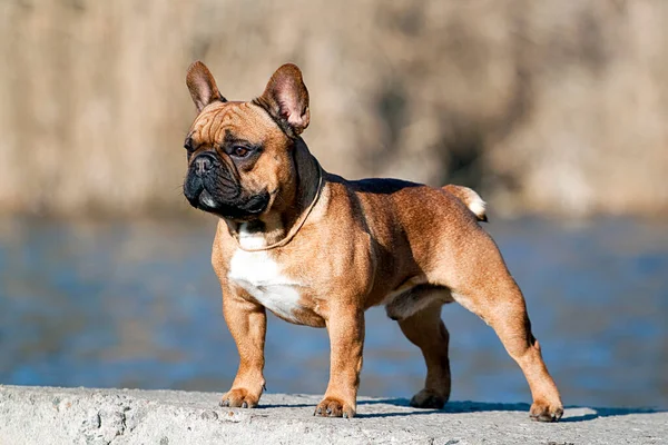 Carino Francese Bulldog Cucciolo All Aperto — Foto Stock