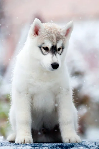 Szibériai Husky Kiskutya Hóban — Stock Fotó