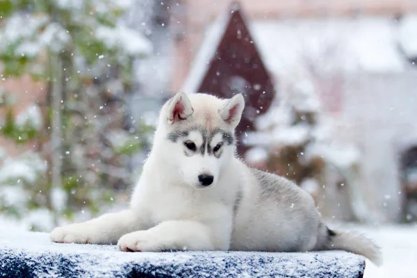Siberiano Husky Cucciolo Nella Neve — Foto Stock