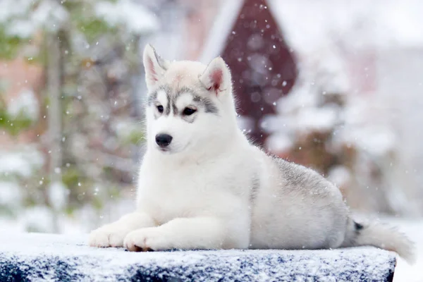 Siberiano Husky Cucciolo Nella Neve — Foto Stock