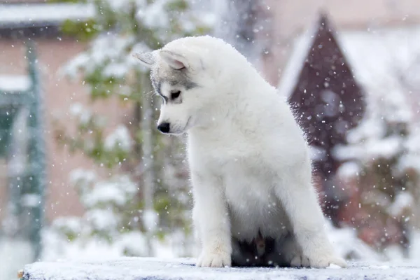 Siberian Husky Puppy Outdoors — Stock Photo, Image