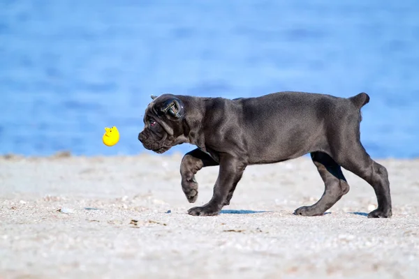 Bonito Filhote Cachorro Cana Corso Livre — Fotografia de Stock