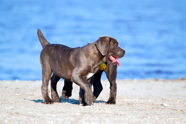 Cute Puppies Cane Corso Outdoor — Stok Foto