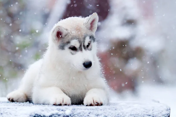 Siberiano Husky Cachorro Aire Libre — Foto de Stock