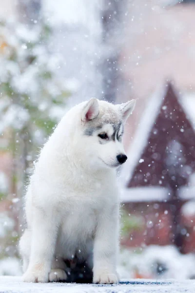 Siberian Husky Welpen Freien — Stockfoto