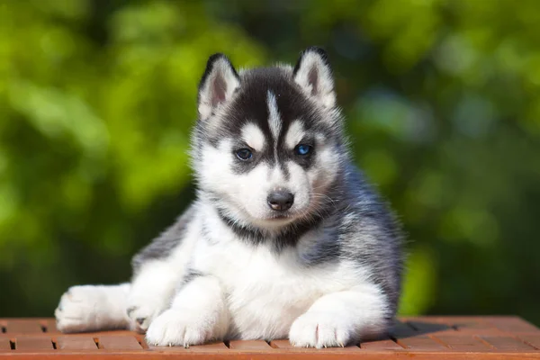 Siberiano Husky Cucciolo All Aperto — Foto Stock