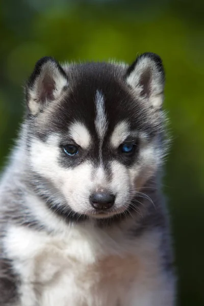 Siberiano Husky Cachorro Aire Libre — Foto de Stock