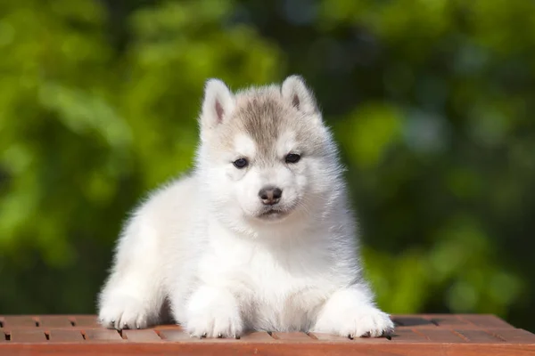 Sibirien Husky Valp Utomhus — Stockfoto