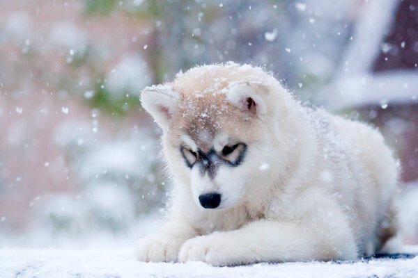 Siberian Husky puppy outdoors