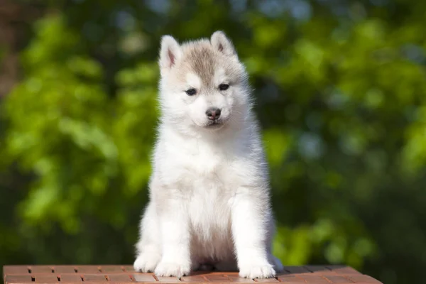 シベリアハスキー子犬屋外 — ストック写真