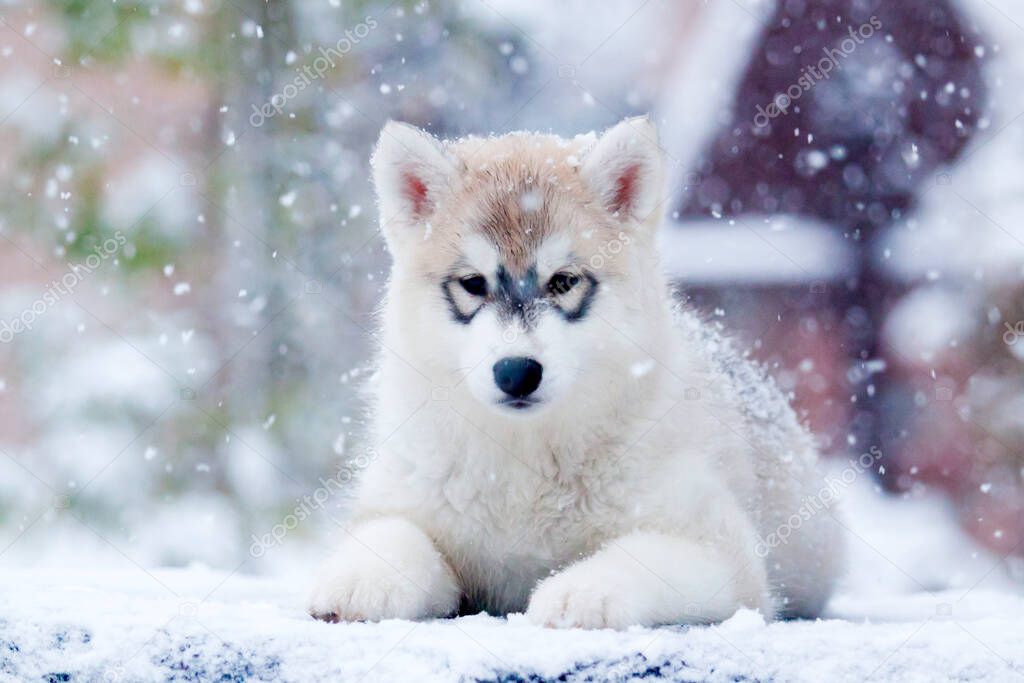 Siberian Husky puppy outdoors 