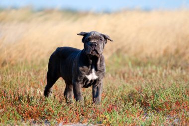 Şirin Puppy Cane Corso açık havada