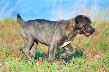 Şirin Puppy Cane Corso açık havada