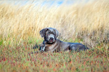Şirin Puppy Cane Corso açık havada