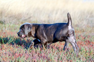 Şirin Puppy Cane Corso açık havada