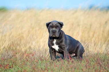Şirin Puppy Cane Corso açık havada