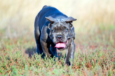 Şirin Puppy Cane Corso açık havada