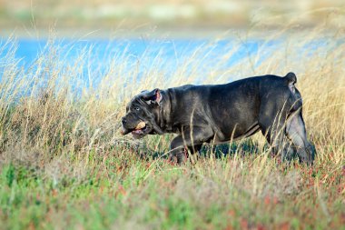 Şirin Puppy Cane Corso açık havada