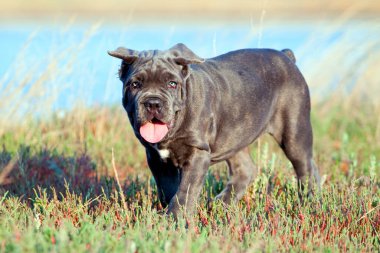Şirin Puppy Cane Corso açık havada