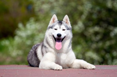 Sevimli Sibirya Husky köpeği açık havada 