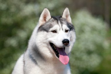 Sevimli Sibirya Husky köpeği açık havada 