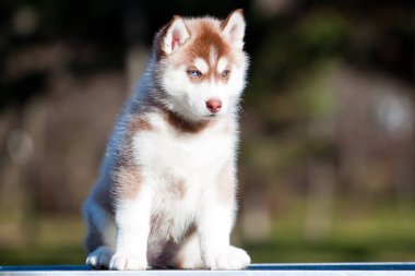 Sibirya Husky köpeği dışarıda. 
