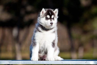 Sibirya Husky köpeği dışarıda. 