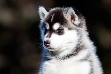 Sibirya Husky köpeği dışarıda. 