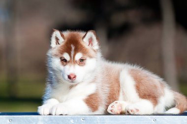 Sibirya Husky köpeği dışarıda. 